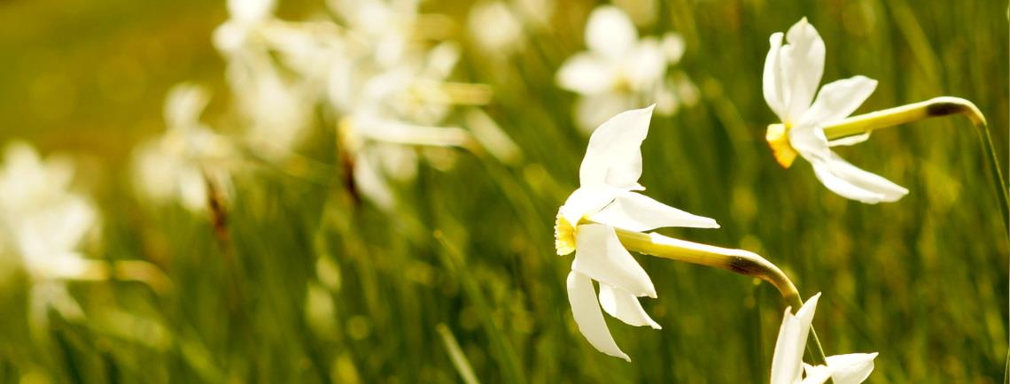 Narcise (Pomlad/poletje 2020)